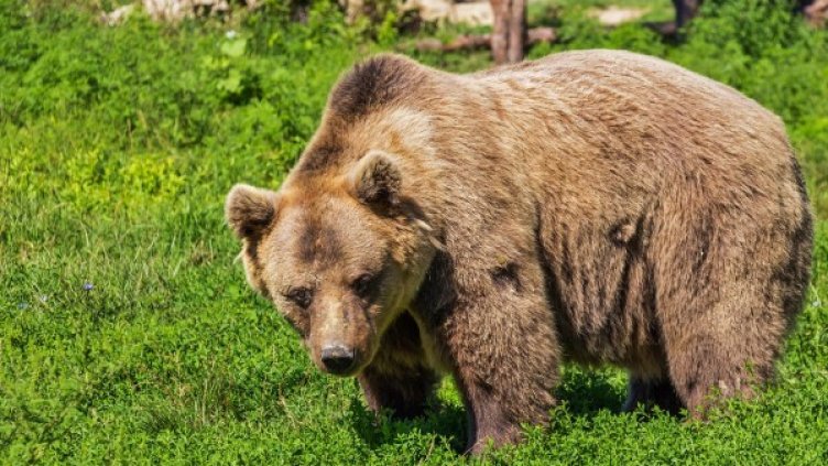 Снимка: Pixabay