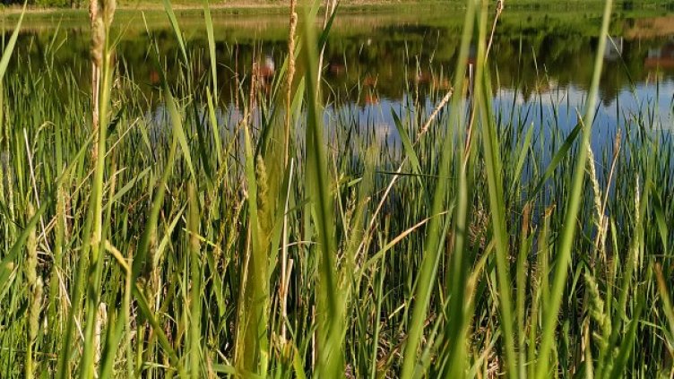 Снимка: архив, БГНЕС