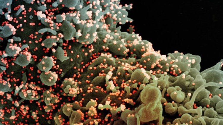 Снимка: архив, БГНЕС