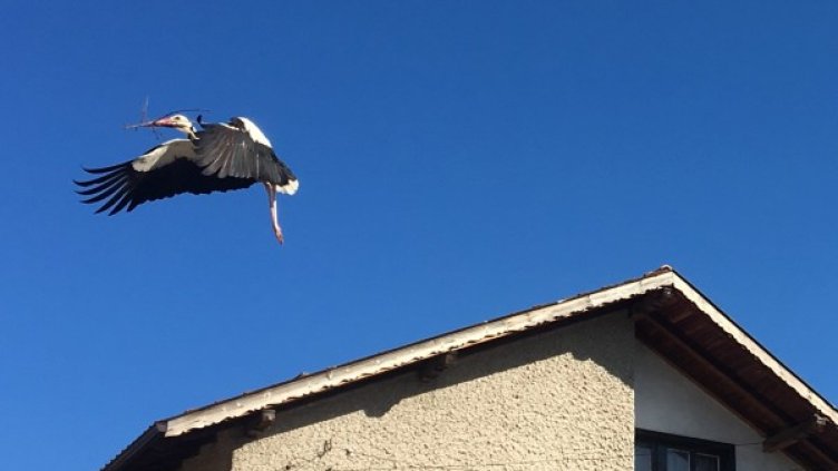 Снимка: БГНЕС