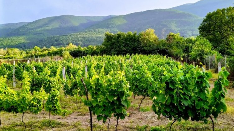 Снимка: Павел Гълъбов, Dnes.bg