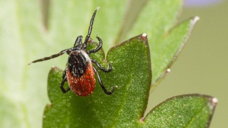 Снимка: Pixabay