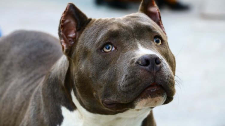 Снимка: Pixabay