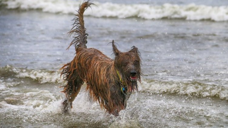 Снимка: Pixabay