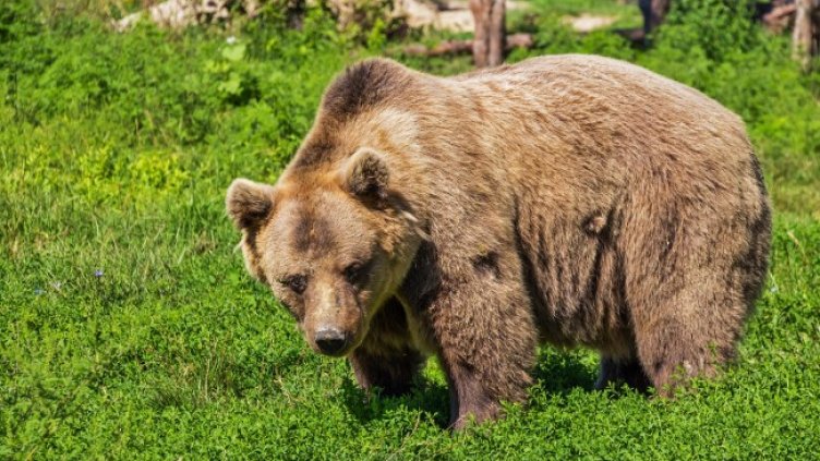 Снимка: Pixabay