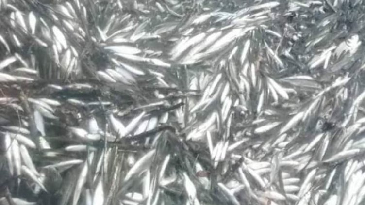 Снимка: БГНЕС, архив