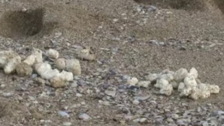 Снимка: Bulgaria ON AIR