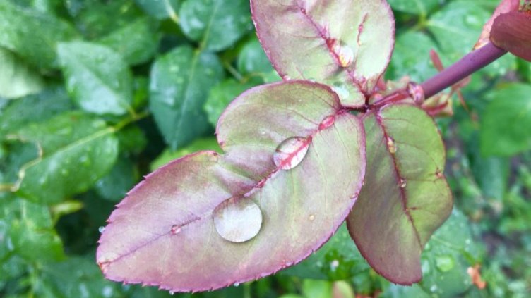 Снимка: архив, БГНЕС