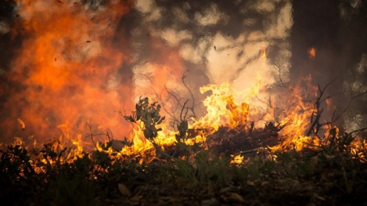 Снимка: Pixabay