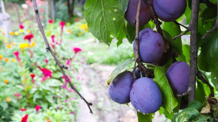 Снимка: Pixabay