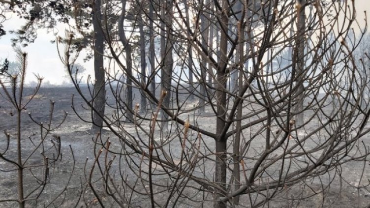 Снимка: БГНЕС