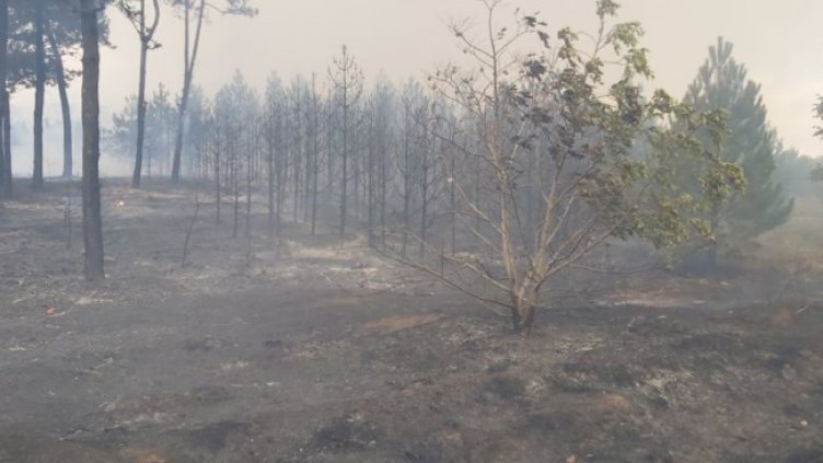 Снимка: БГНЕС