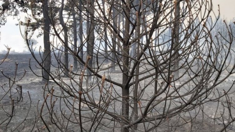 Снимка: БГНЕС