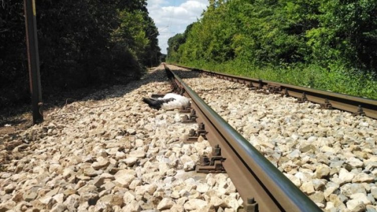 Снимка: РИОСВ-Русе