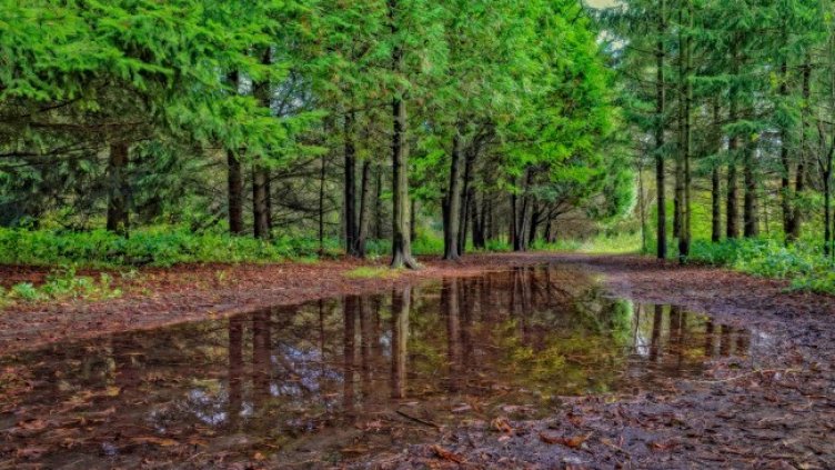 Снимка: Pixabay