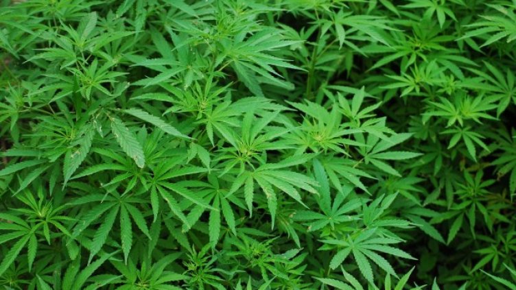 Снимка: Pixabay