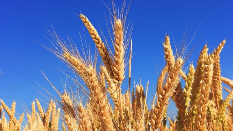 Фалити на малки земеделски стопани очакват в Добруджа