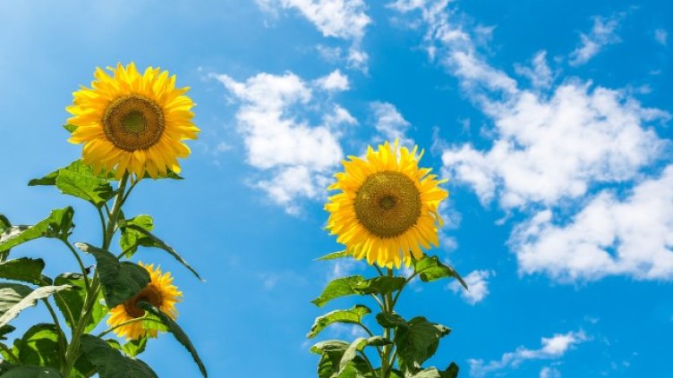 Снимка: Pixabay