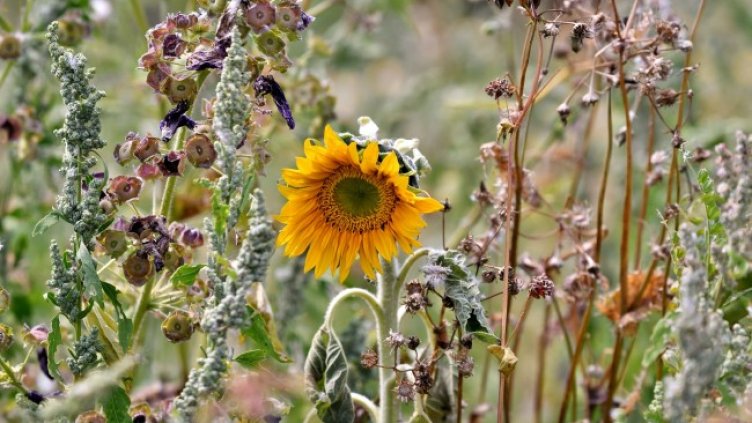 Снимка: Pixabay