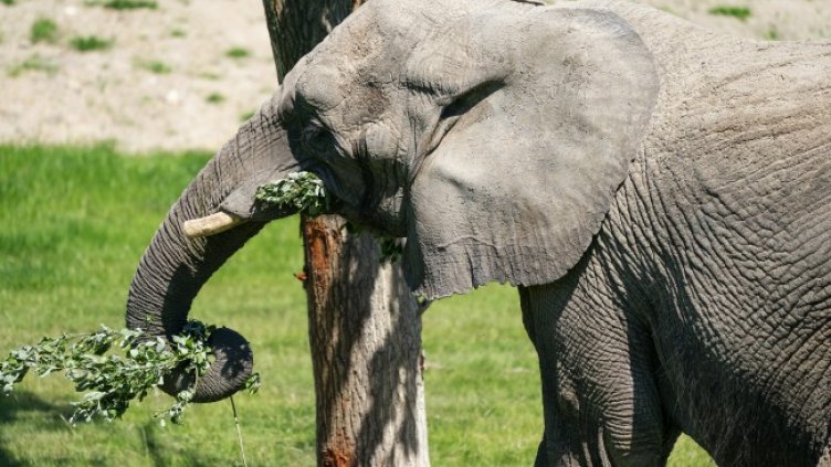 Снимка: архив, БГНЕС