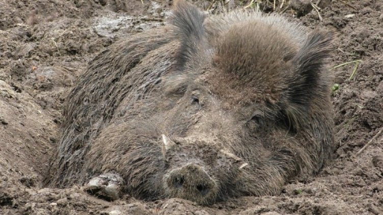 Снимка: Pixabay