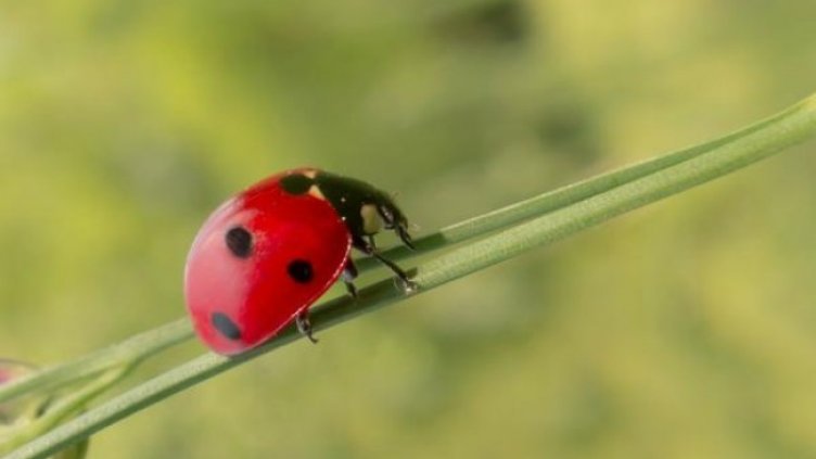 Снимка: Pixabay