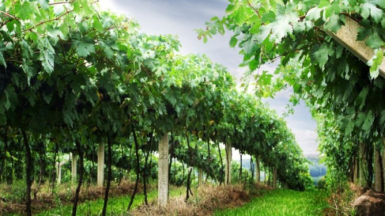 Източник: "ВП Брандс Интернешънъл"