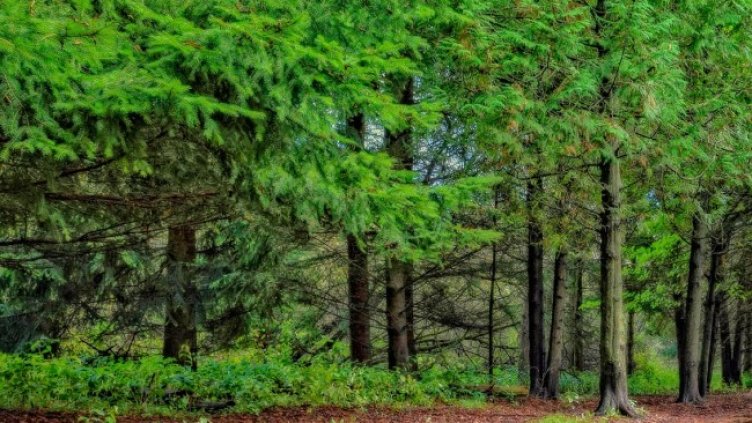 Снимка: Pixabay