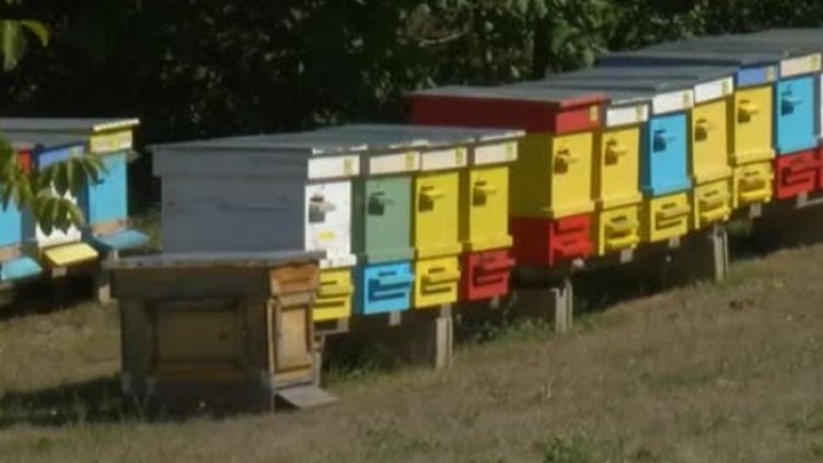 Снимка: Bulgaria ON AIR