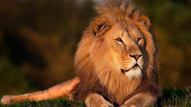 Снимка: Pixabay