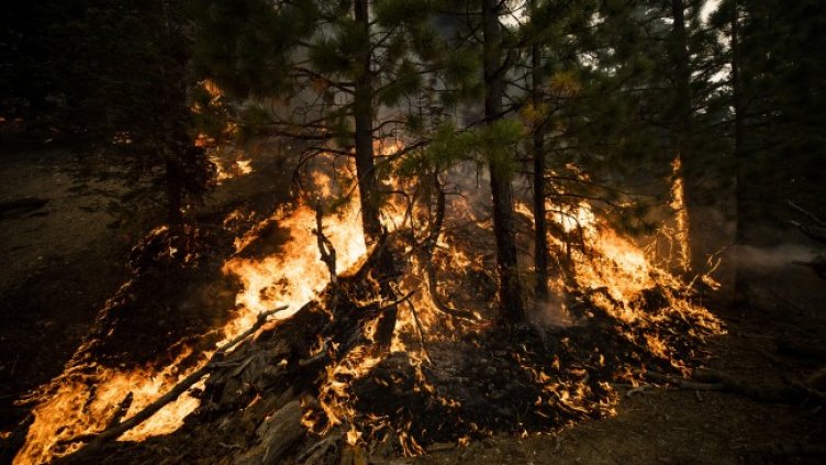 Снимка: БГНЕС