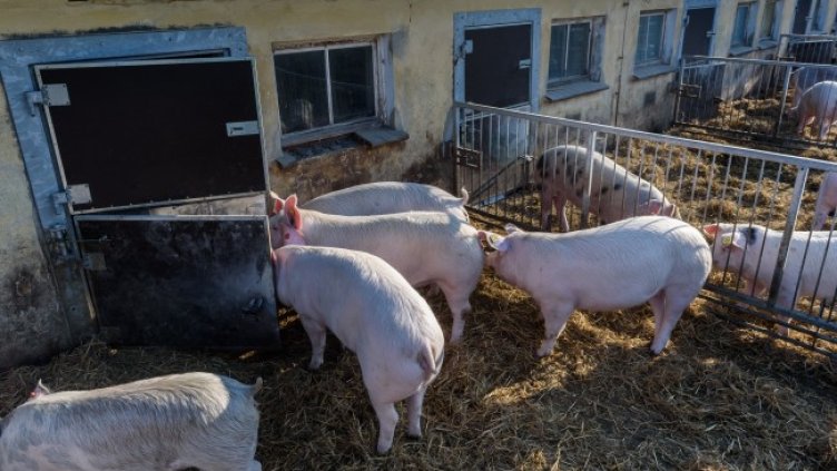 Снимка: БГНЕС