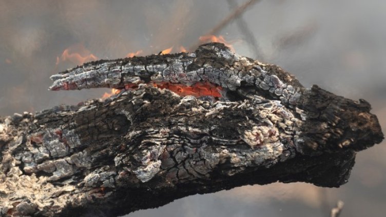 Снимка: архив, БГНЕС