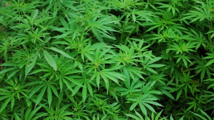 Снимка: Pixabay