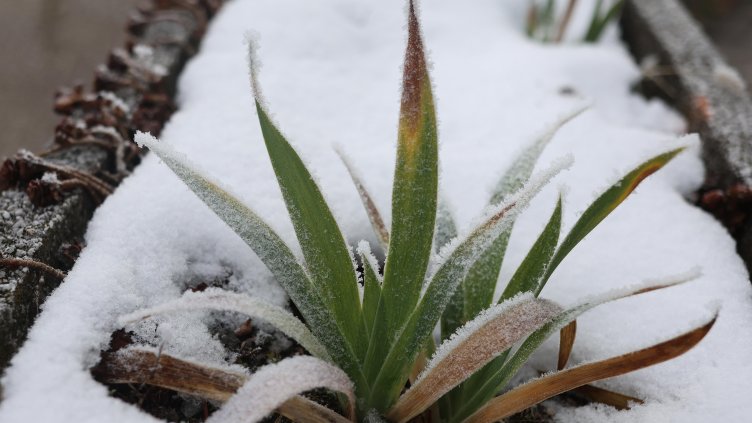 Снимка БГНЕС