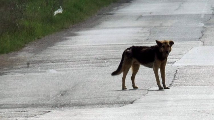 Снимка: архив, БГНЕС