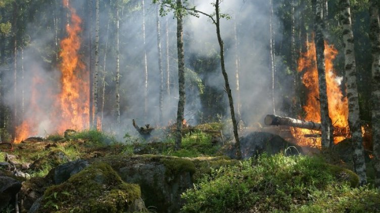 Снимка: Pixabay