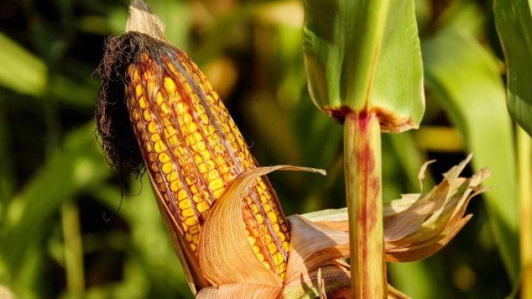 Снимка: Pixabay