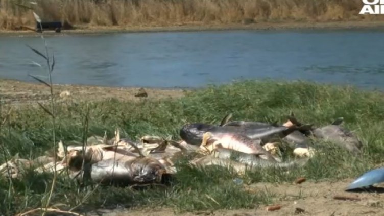 Снимка: Bulgaria ON AIR