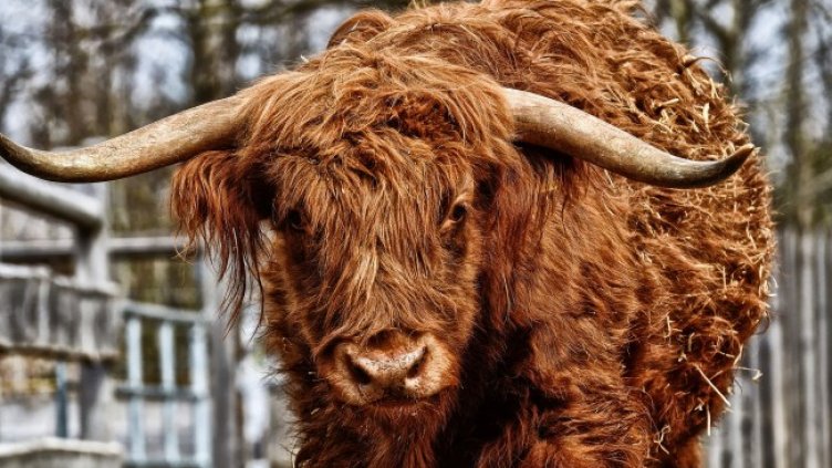 Снимка: Pixabay