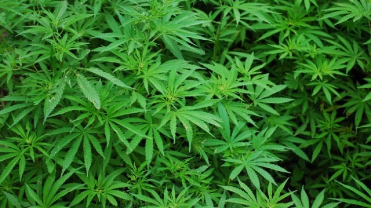 Снимка: Pixabay