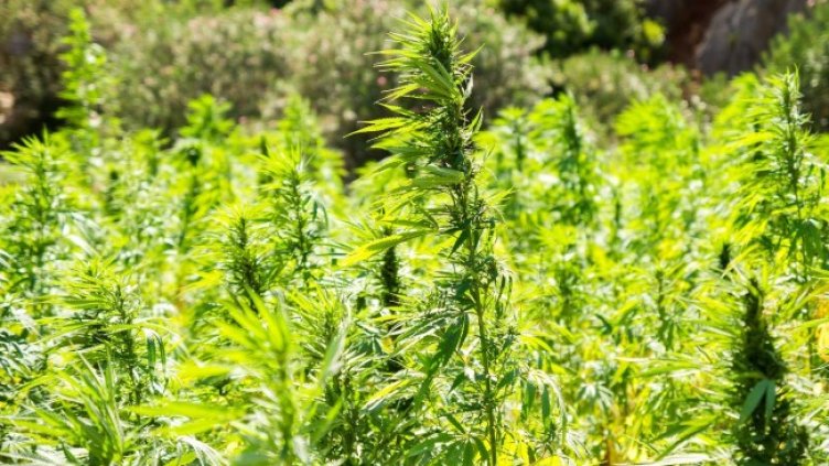 Снимка: Pixabay