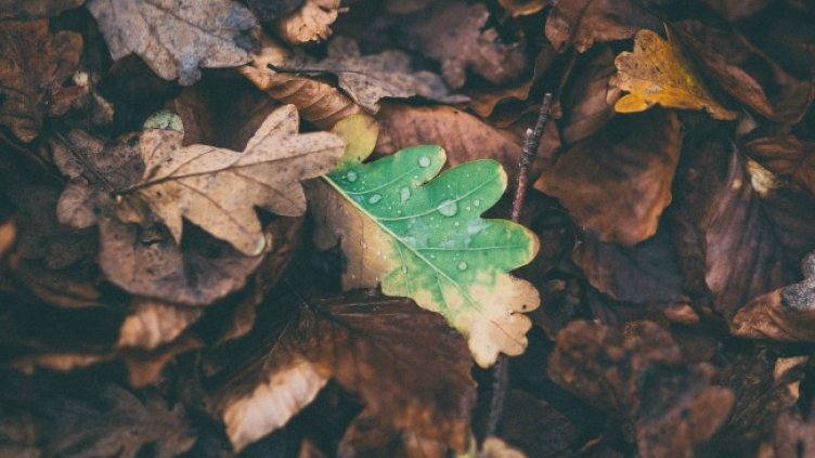 Снимка: Pixabay