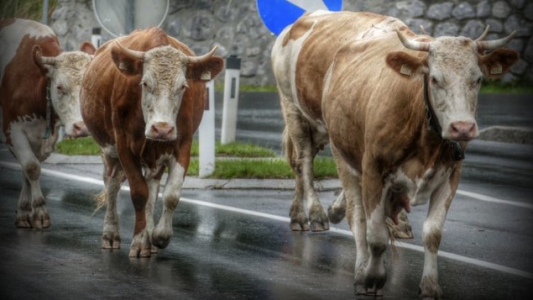 Снимка: Pixabay