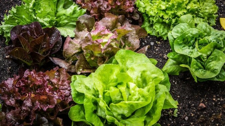 Снимка: Pixabay