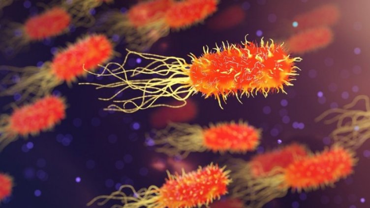 Снимка: Pixabay