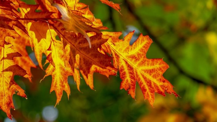 Снимка: Pixabay