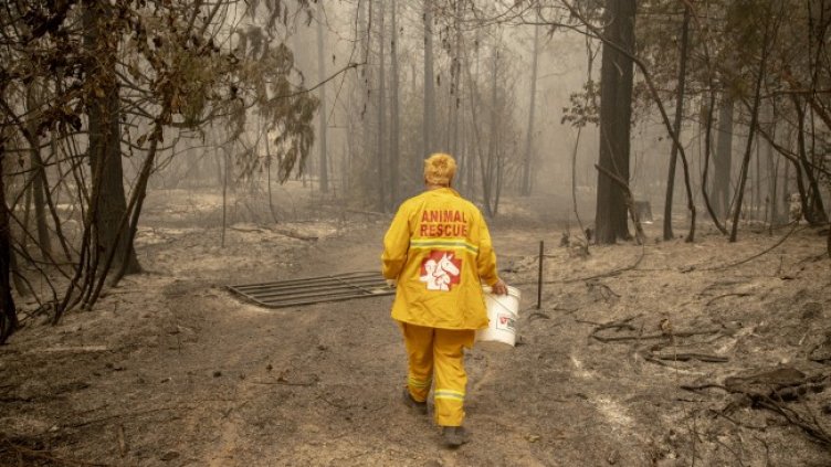 Снимка: БГНЕС