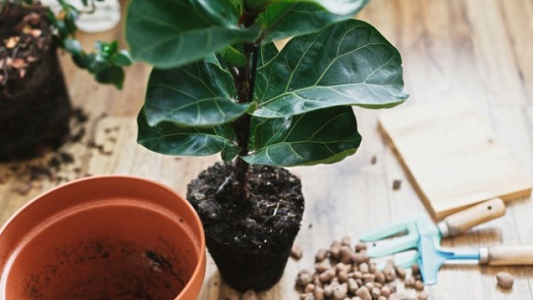 Снимка: Istock