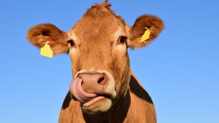 Снимка: Pixabay